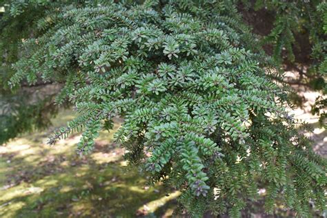 植栽 種類|庭木図鑑 植木ペディア